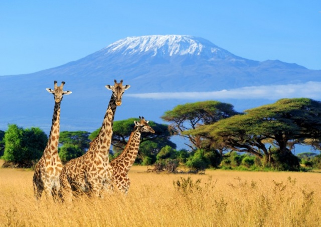 Восхождение на Килиманджаро как